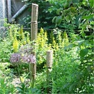 Blumen mit DameGem&uuml;se